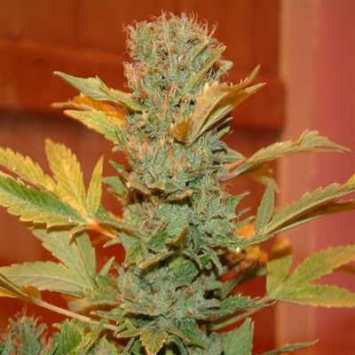 Affiliate Program   Homes  Gardens on Pay For Newbies Guide To Growing Marijuana  The Ultimate Pot Guide
