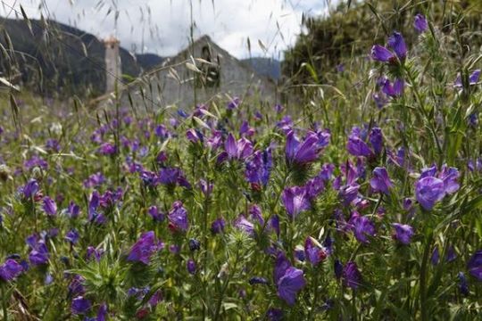 Viper software homepage options