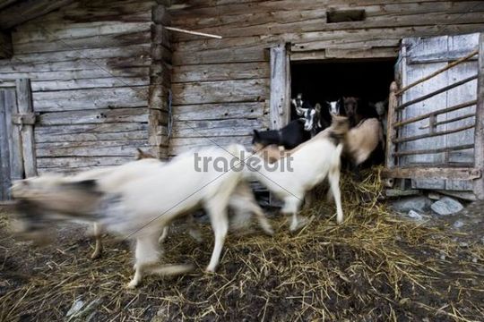 Ziegen laufen aus Stall auf Almhütte, Inneralpbach Greidergrab...