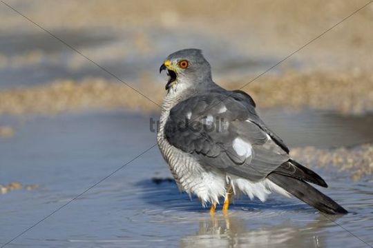 Schikra oder Schikrasperber (Accipiter badius), Sperber beim Baden,...