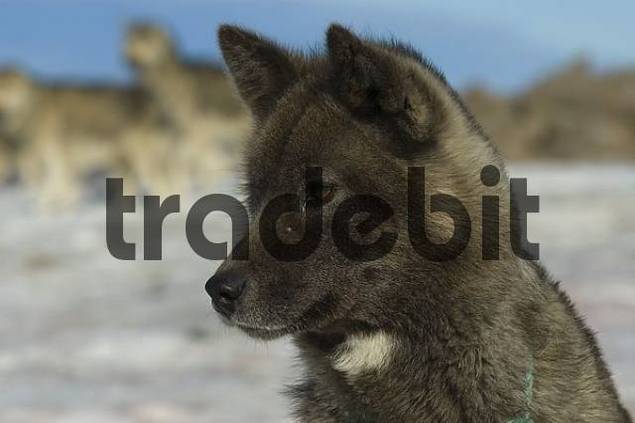 Grönlandhund, Portrait Runterladen Leute