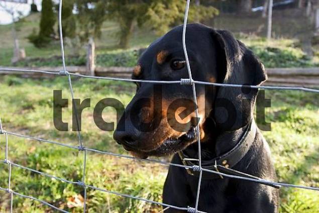 BRD Deutschland Bayern Hund hinter Gitter Hund im Käfig Hund a&hellip;