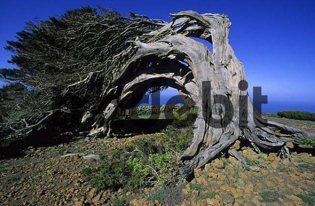 Hierro Canary Islands. El Hierro Canary Islands