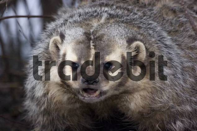 Amerikanischer Silberdachs Taxidea taxus im Winter, Portrait Runt...