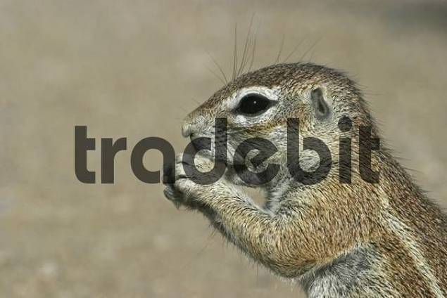 Erdhörnchen, Afrikanisches Borstenhörnchen Xerus rutilus,...
