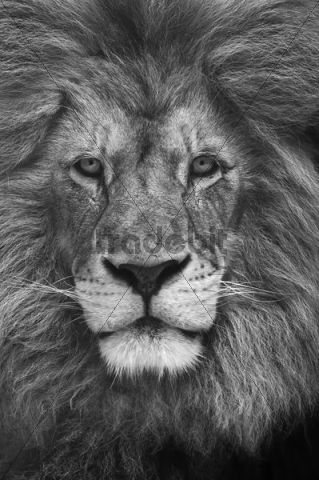 black and white pictures of animals. male, lack-white portrait