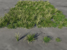 Thumbnail 3 Stem Grass clump x 4