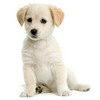 Thumbnail  Puppy Names with resell rights