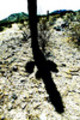 Thumbnail Arizona Cactus abstract 6