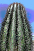 Thumbnail Arizona Cactus abstract 3