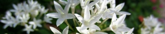 Thumbnail Penta Flowers, Web Site Banner