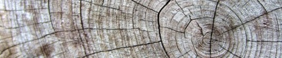 Thumbnail Wood Grain on tree limb, web banner