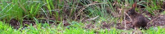 Thumbnail Bunny in the grass, web site banner photo
