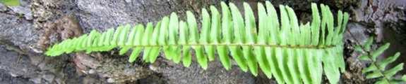 Thumbnail Fern leaf, web banner photo
