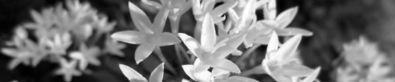Thumbnail Pent Flowers, black and white web banner