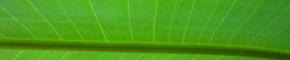 Thumbnail Bird of Paradise Leaf, Web Banner Photo
