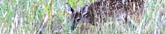 Thumbnail Deer in the Grass, web banner photo