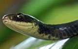 Thumbnail Black Snake at rest Thumbnail Black Snake at rest