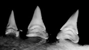 Thumbnail Great White Shark teeth pan in B&W