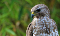Thumbnail Red-Shouldered Hawk in Florida
