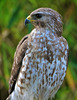 Thumbnail Red-Shouldered Hawk in Florida