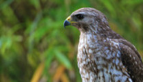 Thumbnail Red-Shouldered Hawk in Florida Thumbnail Red-Shouldered Hawk in Florida
