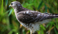 Thumbnail Red-Shouldered Hawk in Florida