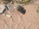 Thumbnail Dung Beetle Pictures