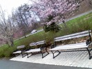 Thumbnail Park Benches