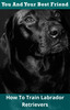 Thumbnail How To Train Labrador Retrievers
