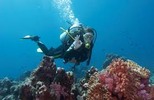 Thumbnail 150 Diving Articles - High Quality Articles - PLR Thumbnail 150 Diving Articles - High Quality Articles - PLR