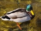 Thumbnail Mallard Drake Anas Platyrhynchos, Male
