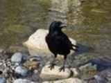 Thumbnail Raven
