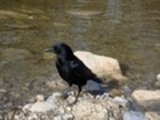 Thumbnail Raven