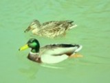 Thumbnail Mallard Ducks Anas Platyrhynchos