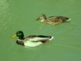 Thumbnail Mallard Ducks Anas Platyrhynchos
