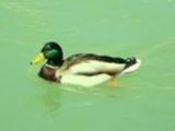 Thumbnail Mallard Drake Anas Platyrhynchos