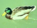 Thumbnail Mallard Drake Anas Platyrhynchos