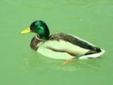 Thumbnail Mallard Drake Anas Platyrhynchos