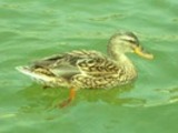 Thumbnail Mallard Duck Anas Platyrhynchos