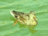 Thumbnail Mallard Duck Anas Platyrhynchos