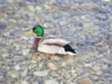 Thumbnail Mallard Drake Anas Platyrhynchos, Male