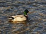 Thumbnail Mallard Drake Anas Platyrhynchos, Male