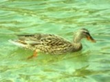 Thumbnail Mallard Duck Anas Platyrhynchos