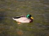 Thumbnail Mallard Drake Anas Platyrhynchos, Male