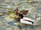 Thumbnail Mallard Ducks Anas Platyrhynchos
