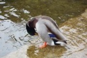 Thumbnail Mallard Drake Anas Platyrhynchos Thumbnail Mallard Drake Anas Platyrhynchos