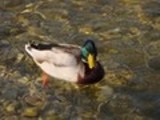 Thumbnail Mallard Drake Anas Platyrhynchos, Male