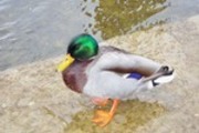 Thumbnail Mallard Duck Anas Platyrhynchos
