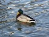Thumbnail Mallard Drake Anas Platyrhynchos, Male